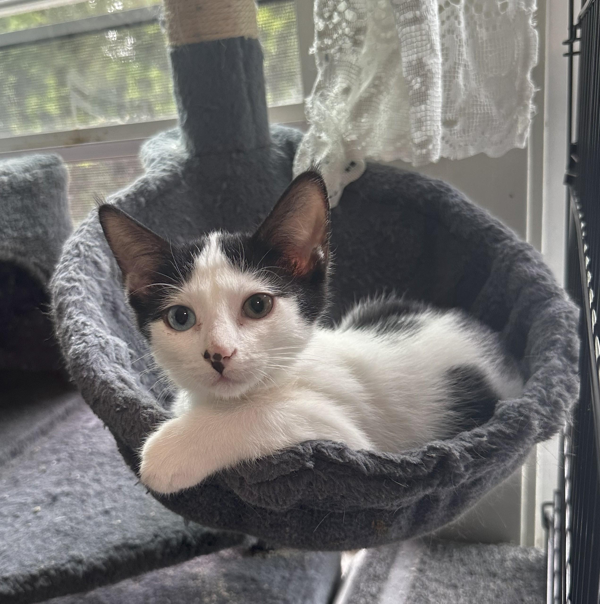 Enlarge Teddy, a Adoptable Domestic Short Hair in Lombard, IL image 4/5