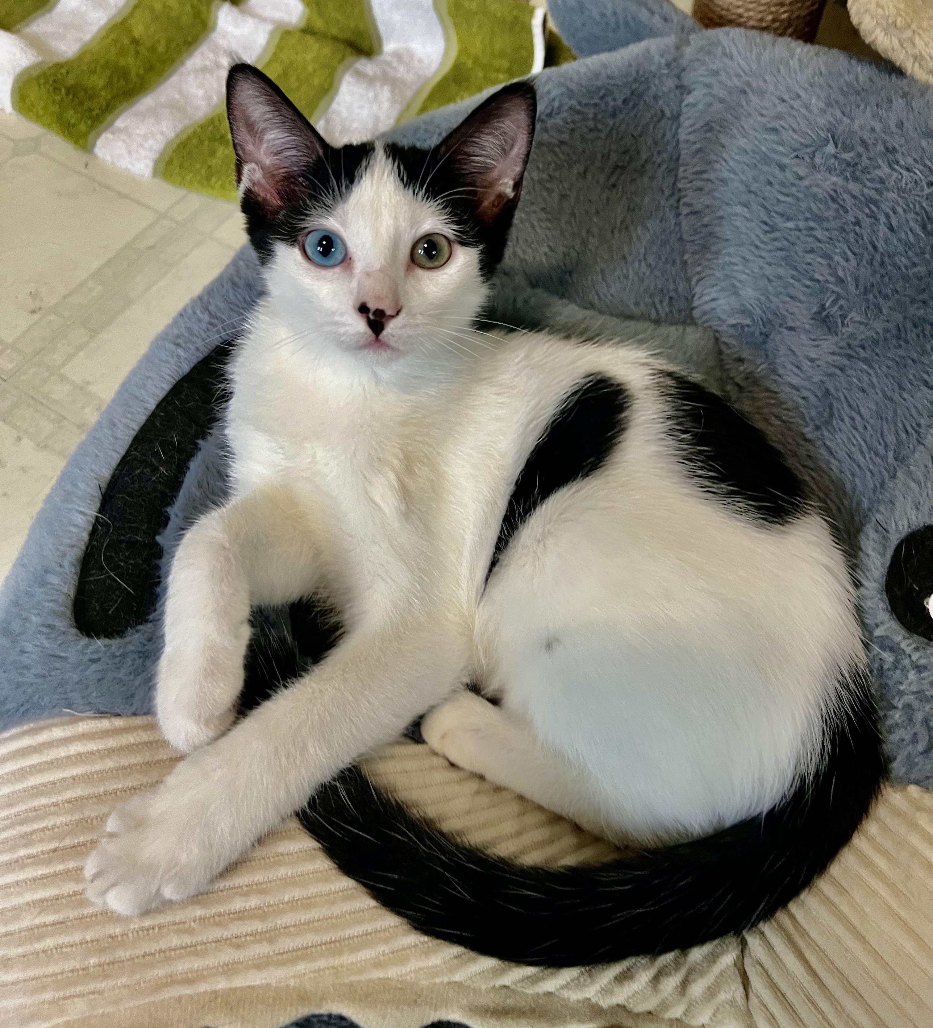 Enlarge Teddy, a Adoptable Domestic Short Hair in Lombard, IL image 5/5