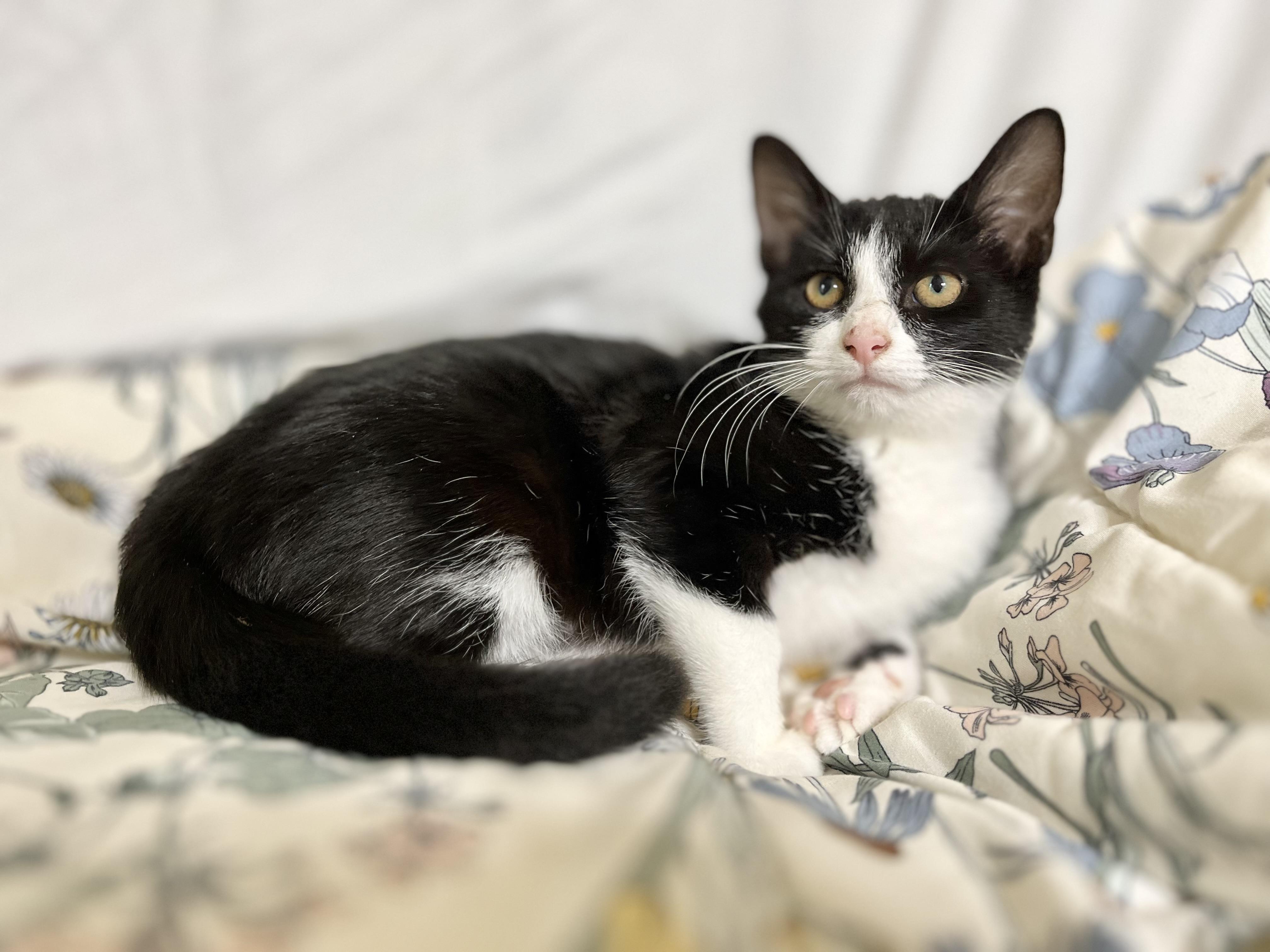 Cynthia, a Adoptable Domestic Short Hair in Richmond, KY image 6/6