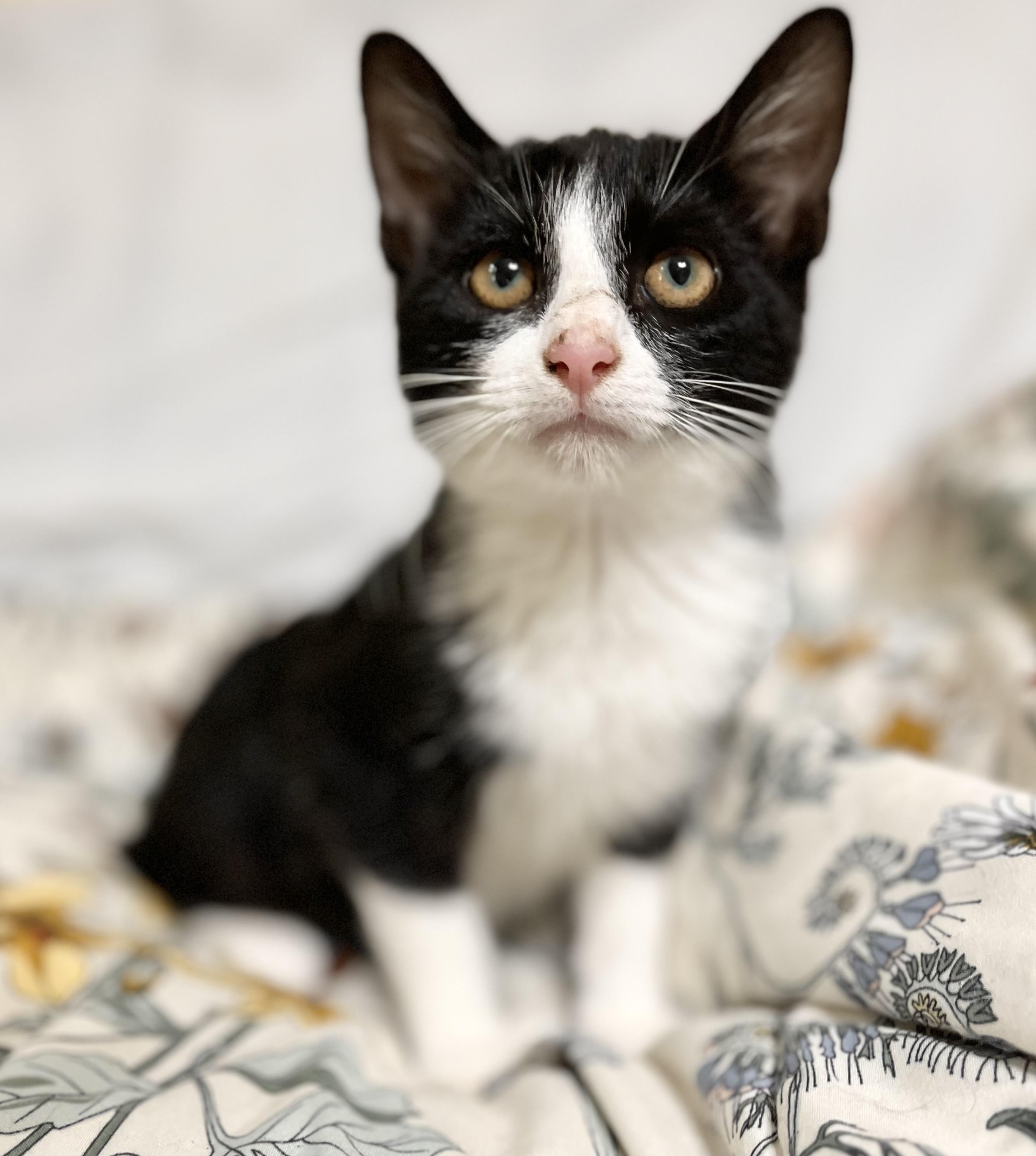 Cynthia, a Adoptable Domestic Short Hair in Richmond, KY image 3/6