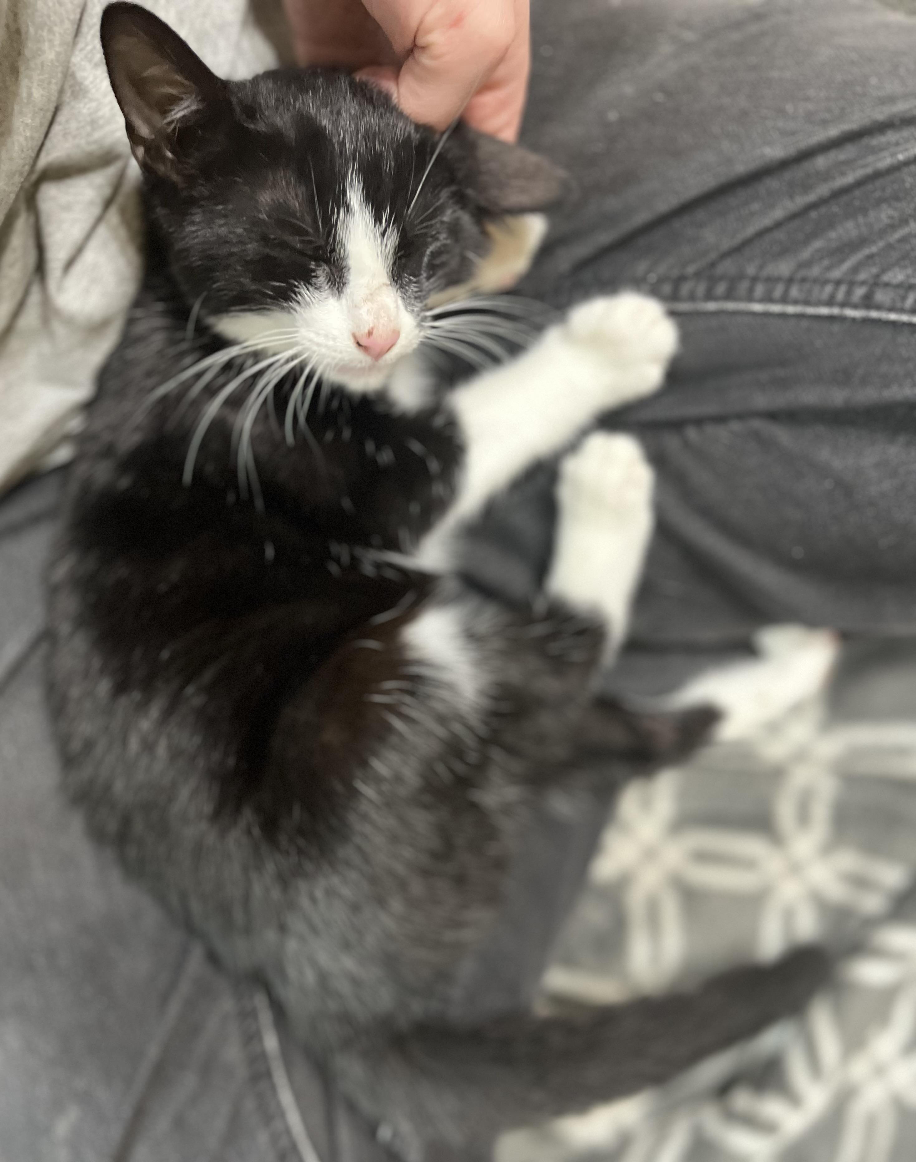 Cynthia, a Adoptable Domestic Short Hair in Richmond, KY image 2/6