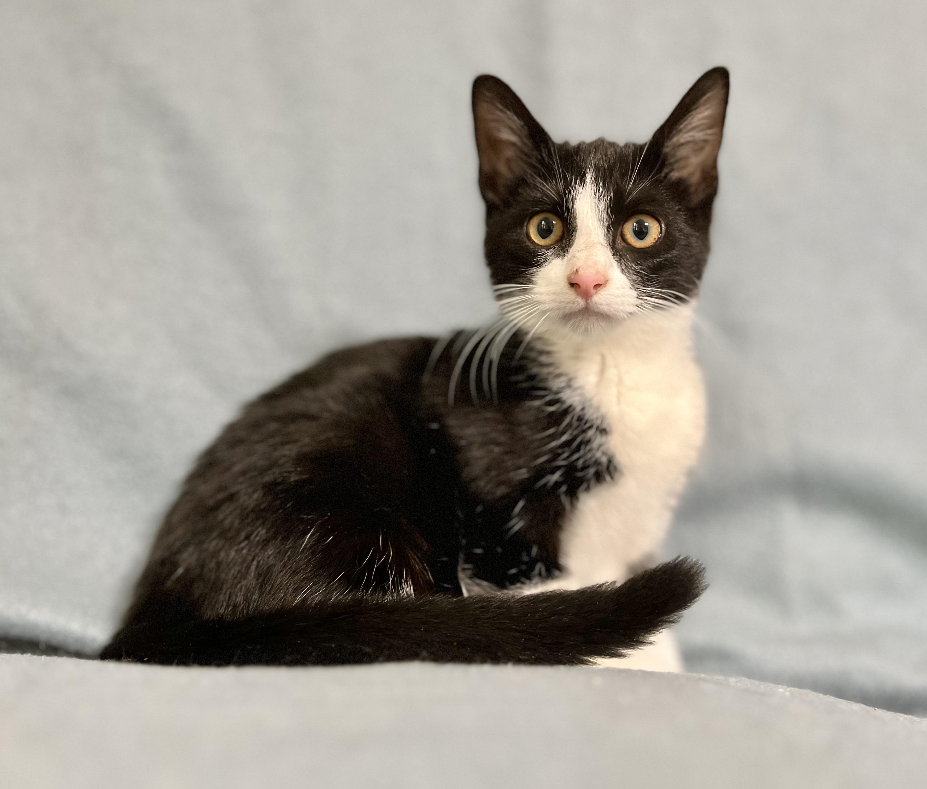 Cynthia, a Adoptable Domestic Short Hair in Richmond, KY image 5/6