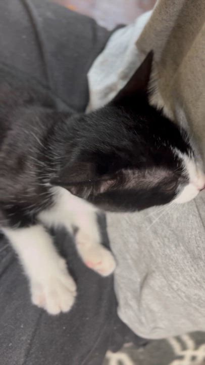 Enlarge Cynthia, a Adoptable Domestic Short Hair in Richmond, KY video 4/6