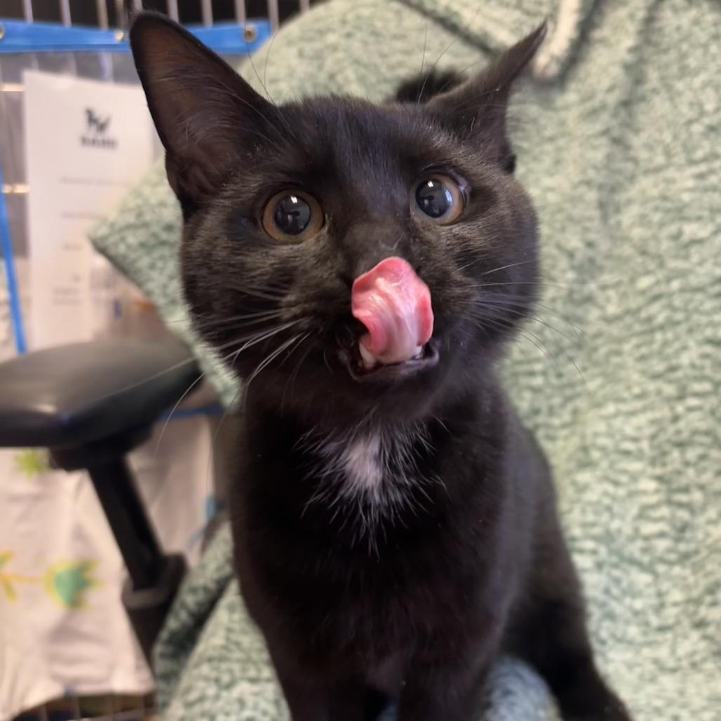 Walt, Adoptable, Adult Male Domestic Medium Hair.