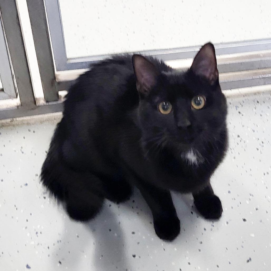 Enlarge Walt, a Adoptable Domestic Medium Hair in Belleville, IL image 2/3