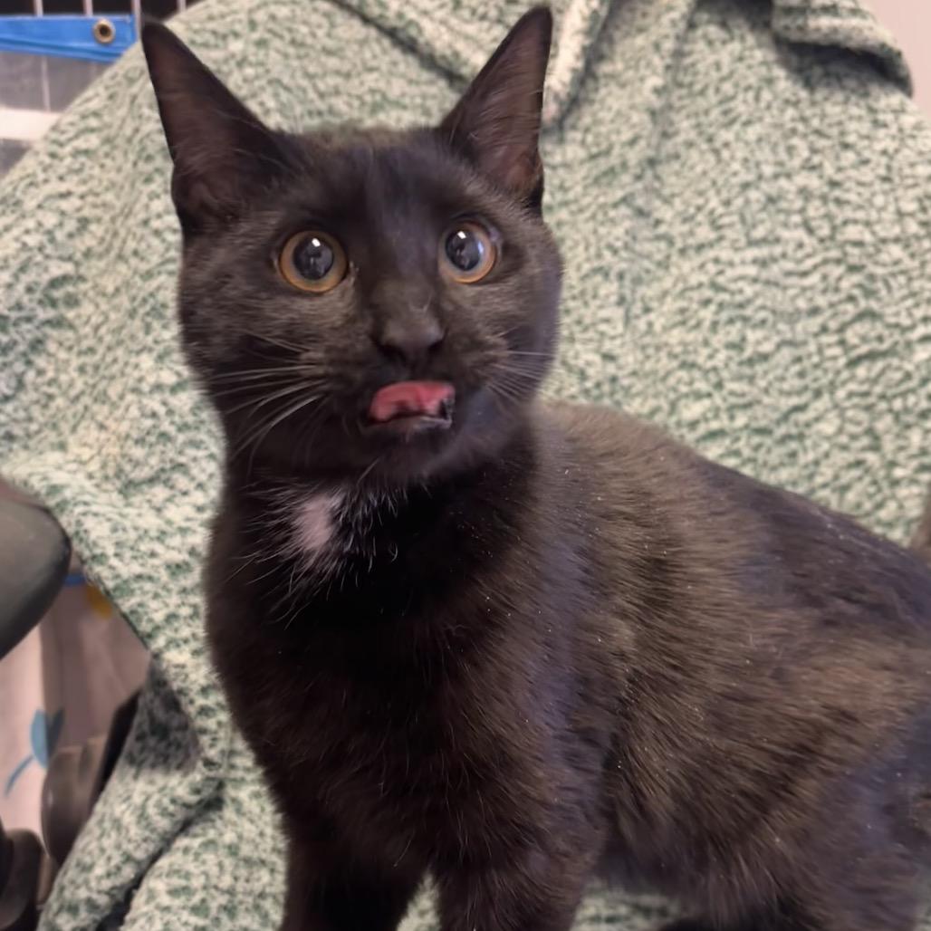 Enlarge Walt, a Adoptable Domestic Medium Hair in Belleville, IL image 3/3