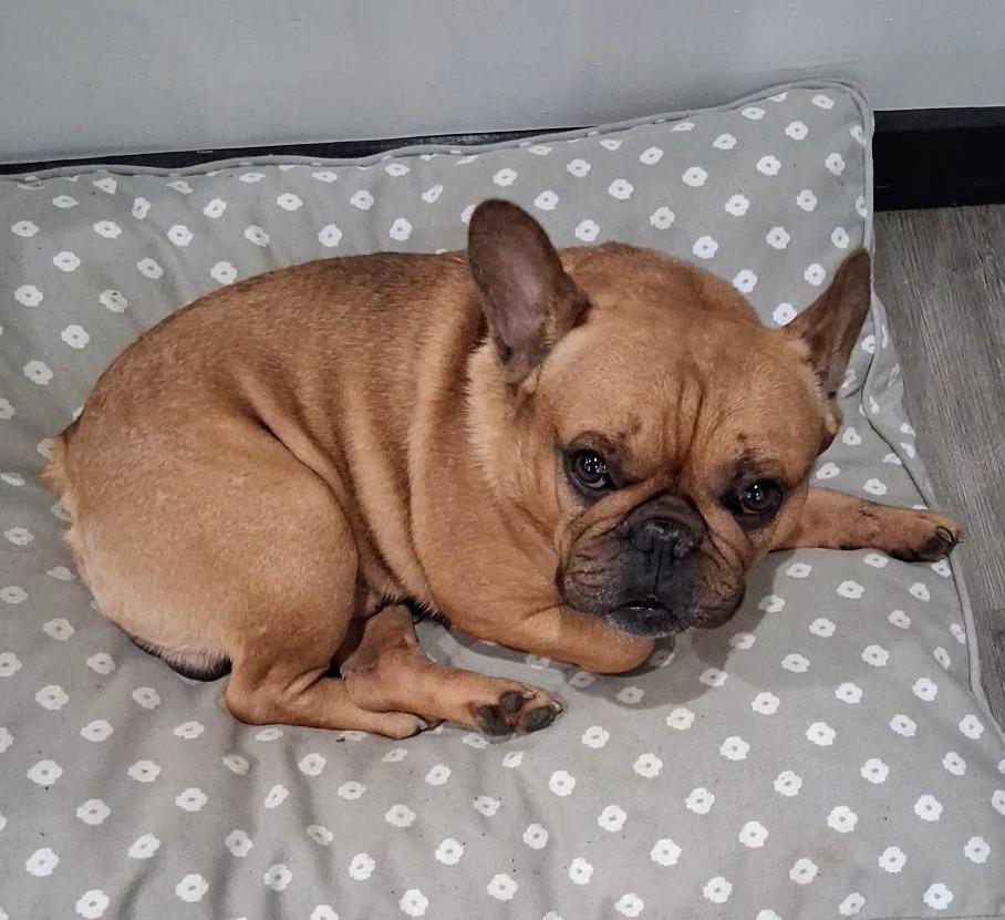 Enlarge Mr Brown, a ADOPTABLE French Bulldog in Stony Brook, NY image 1/1