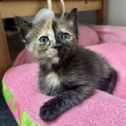 Dolly, Adopted, Kitten Female Domestic Short Hair.