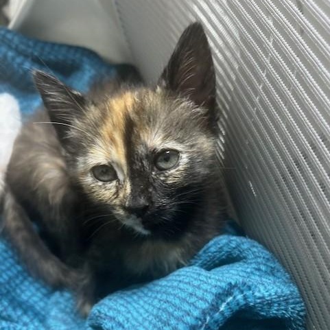 Enlarge Dolly, a Adopted Domestic Short Hair in Allen, TX image 4/4