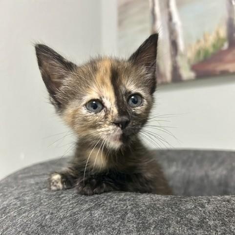 Enlarge Dolly, a Adopted Domestic Short Hair in Allen, TX image 3/4