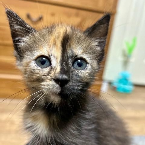 Enlarge Dolly, a Adopted Domestic Short Hair in Allen, TX image 2/4