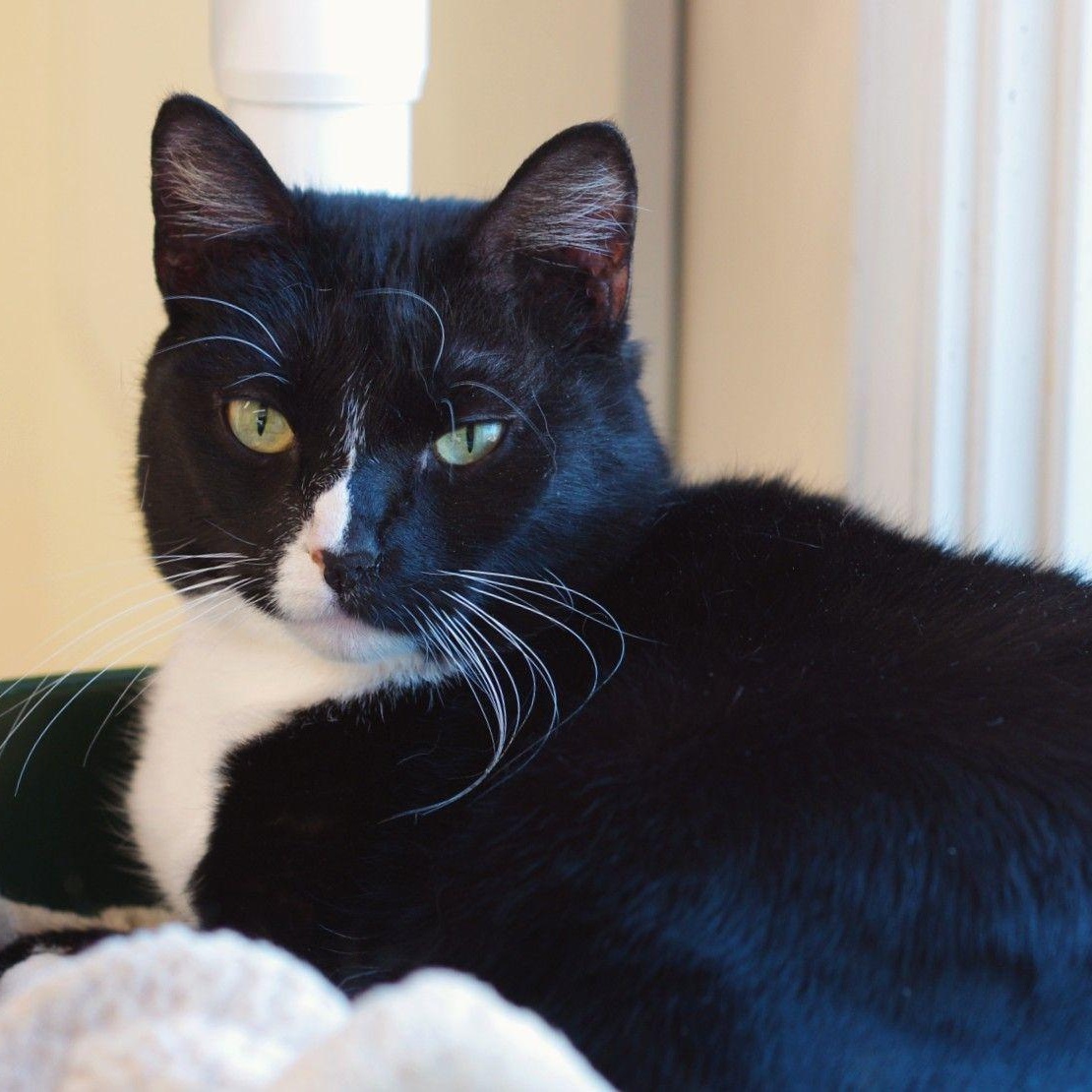 Enlarge Sissy, an adoptable Tuxedo in Sautee Nacoochee, GA image 2/5