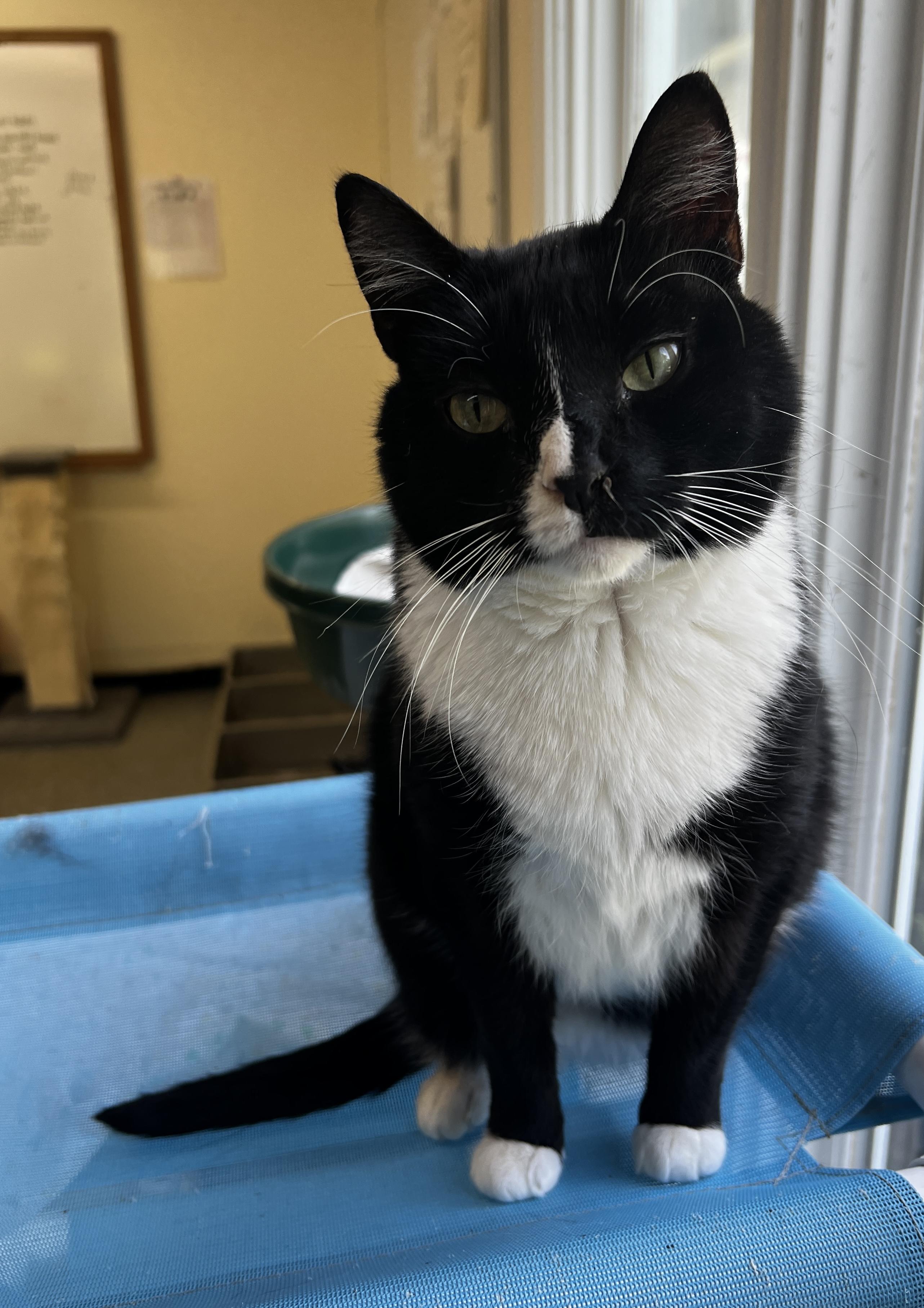 Enlarge Sissy, an adoptable Tuxedo in Sautee Nacoochee, GA image 5/5
