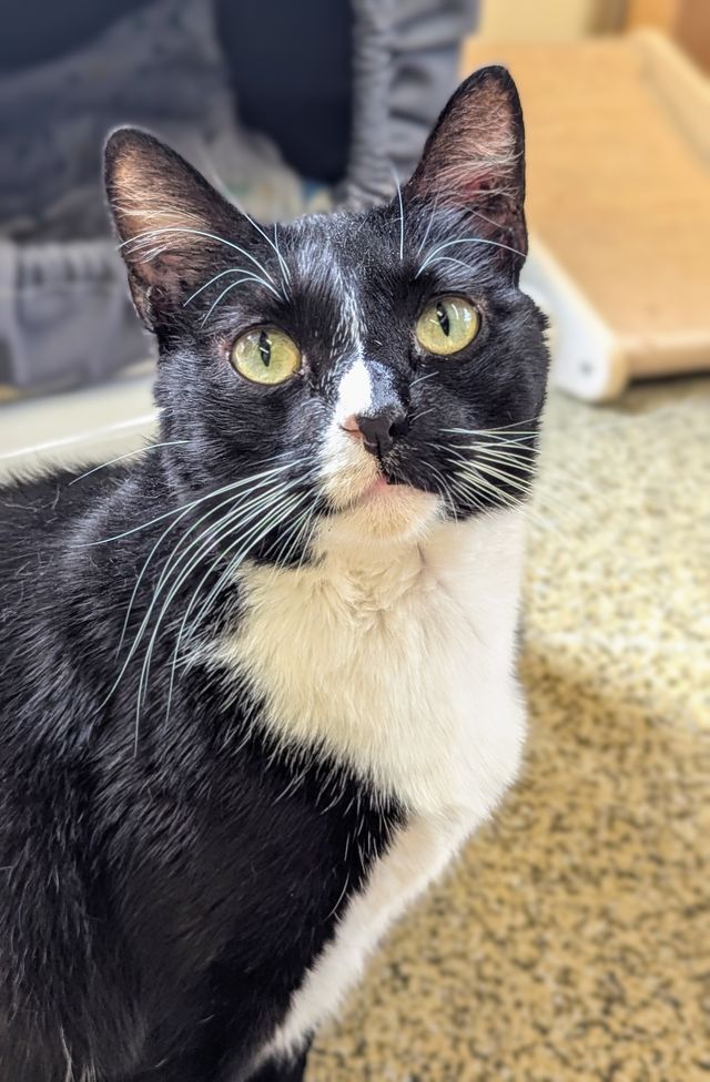 Enlarge Sissy, an adoptable Tuxedo in Sautee Nacoochee, GA image 3/5