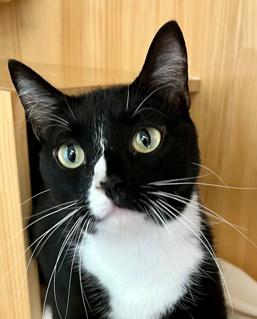 Sissy, adoptable, Adult Female Tuxedo.