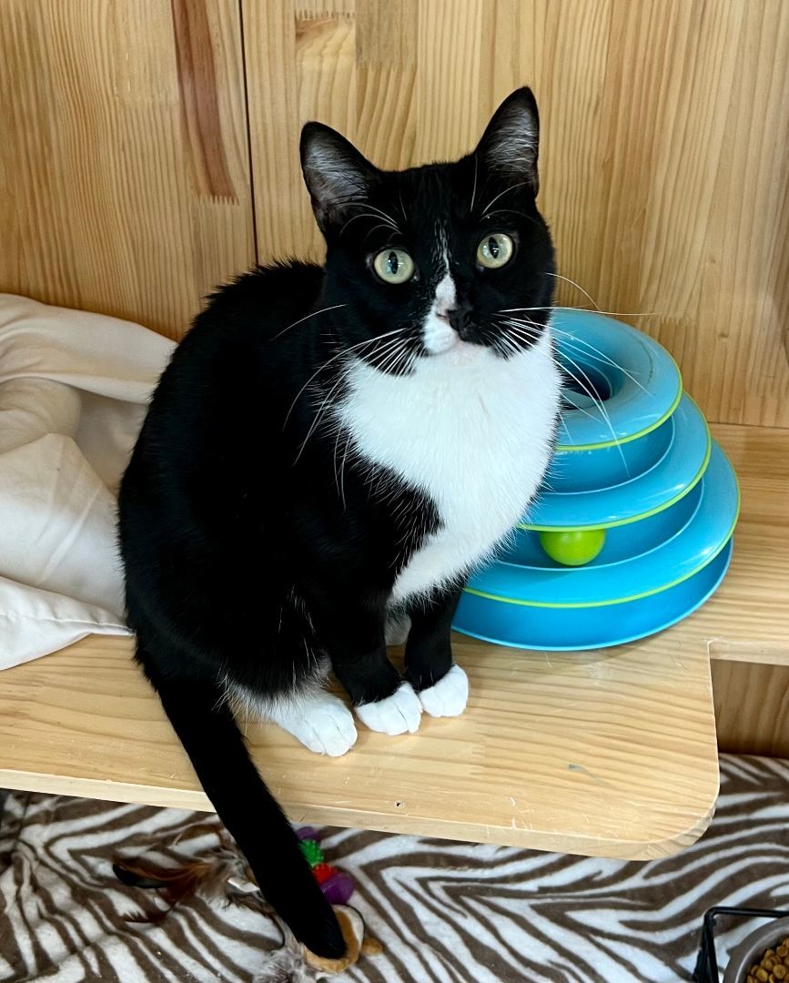 Enlarge Sissy, an adoptable Tuxedo in Sautee Nacoochee, GA image 4/5