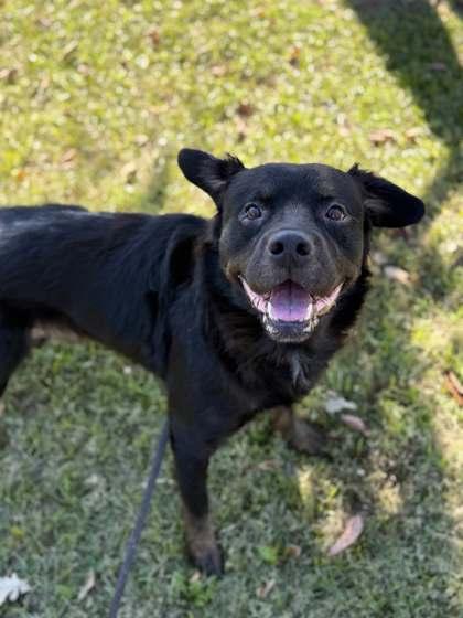 Ernie, Adoptable, Senior Male Mixed Breed & Mixed Breed.