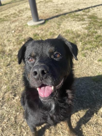 Enlarge Ernie, a Adoptable Mixed Breed in Memphis, TN image 2/3