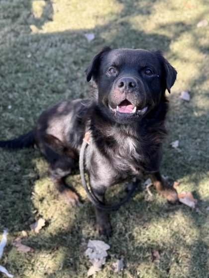 Enlarge Ernie, a Adoptable Mixed Breed in Memphis, TN image 3/3