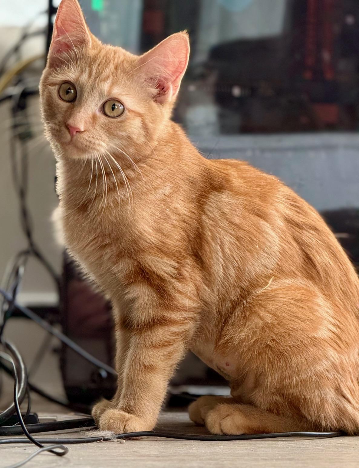 Enlarge Aria, a ADOPTABLE Tabby in Johnson City, TN image 1/2