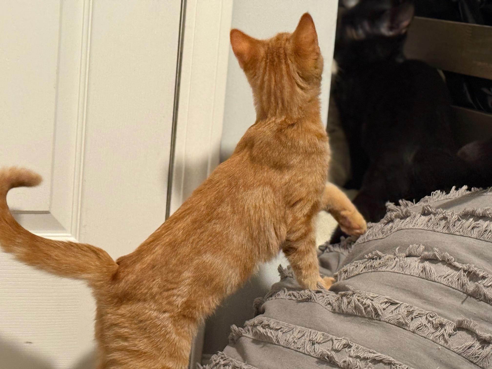 Enlarge Aria, a ADOPTABLE Tabby in Johnson City, TN image 2/2