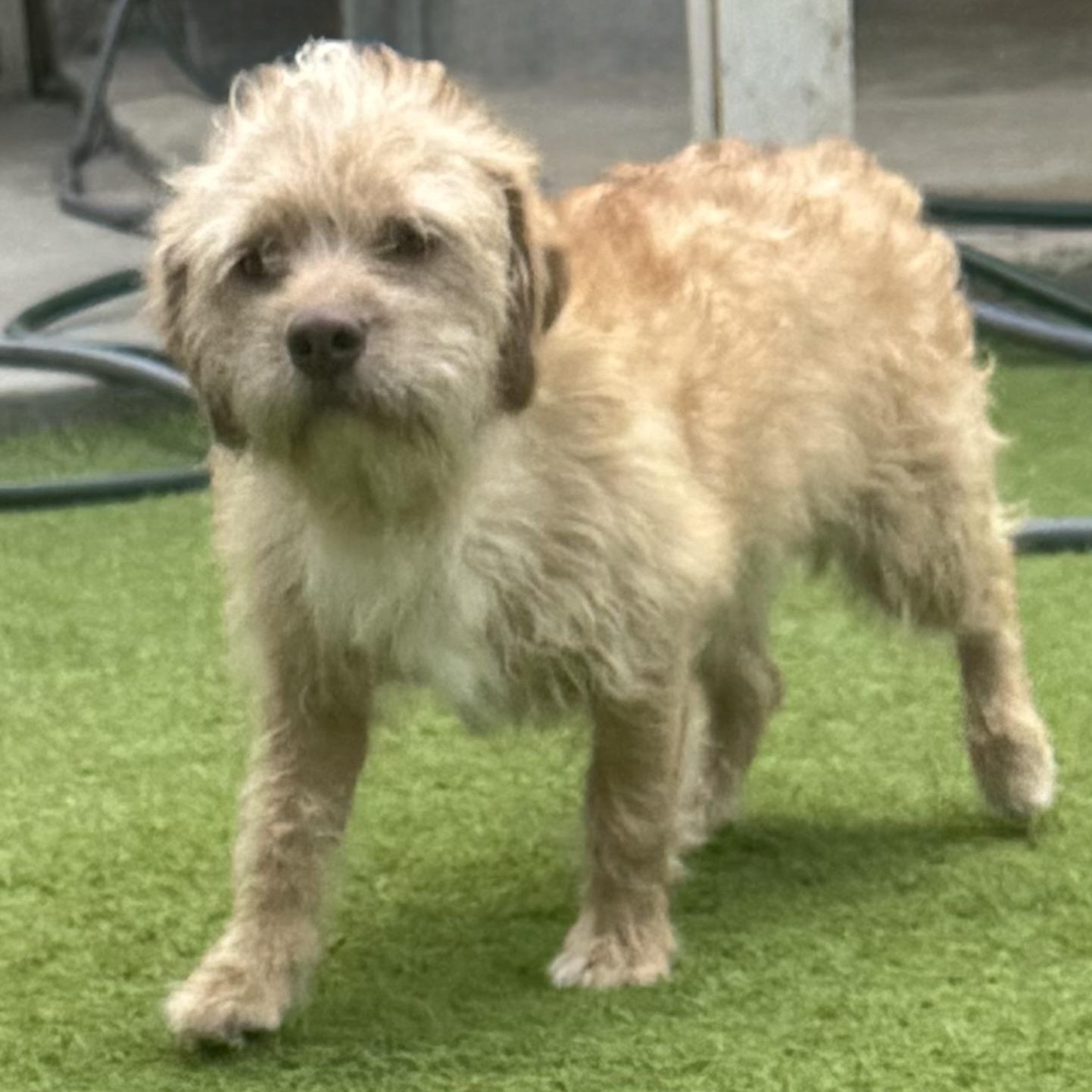 Enlarge Trompitas, an adopted mixed breed in Snohomish, WA image 5/5