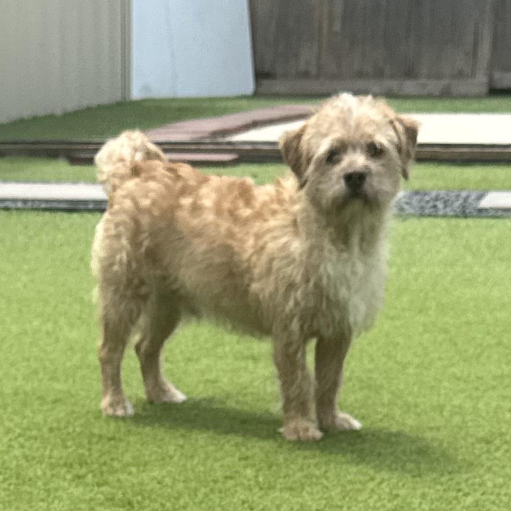 Enlarge Trompitas, an adopted mixed breed in Snohomish, WA image 2/5