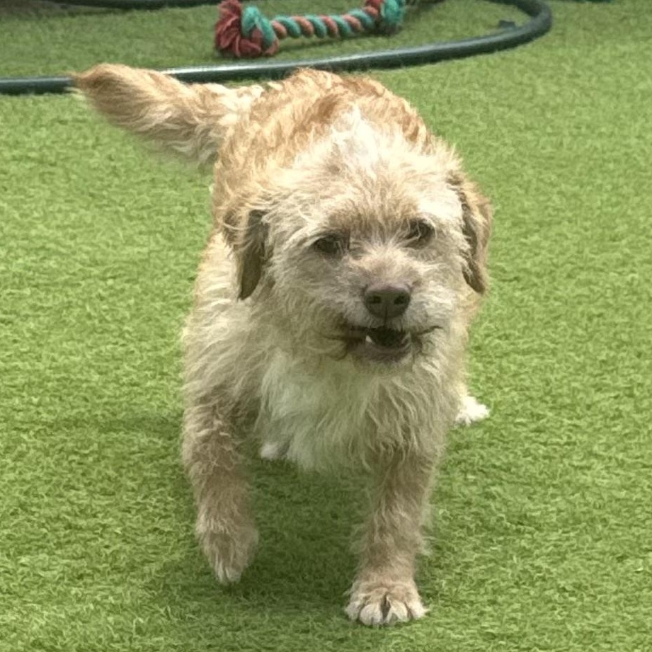 Enlarge Trompitas, an adopted mixed breed in Snohomish, WA image 1/5