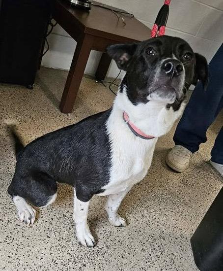 Holiday Pups - Noel, Adoptable, Young Female Saint Bernard.