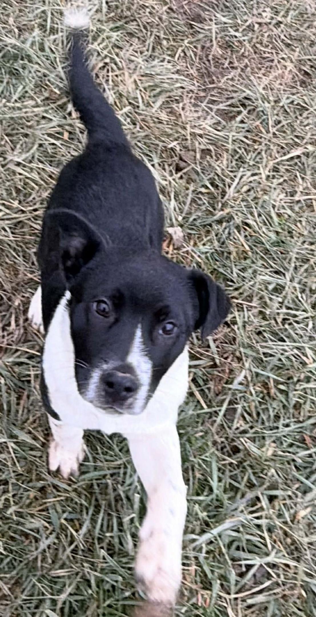 Enlarge Holiday Pups - Noel, a Adoptable Saint Bernard in Ashville, OH image 2/3