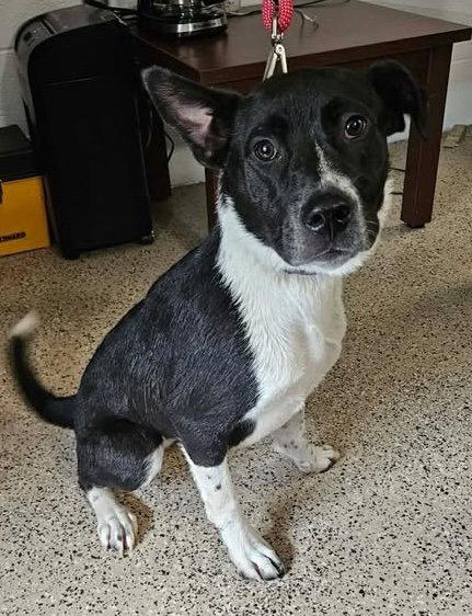 Enlarge Holiday Pups - Noel, a Adoptable Saint Bernard in Ashville, OH image 3/3