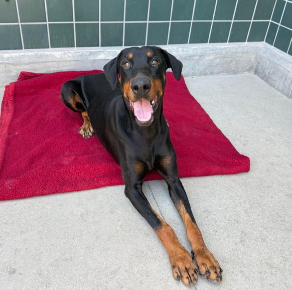 Enlarge KNOX, a Adoptable Doberman Pinscher in Rancho Cucamonga, CA image 1/1