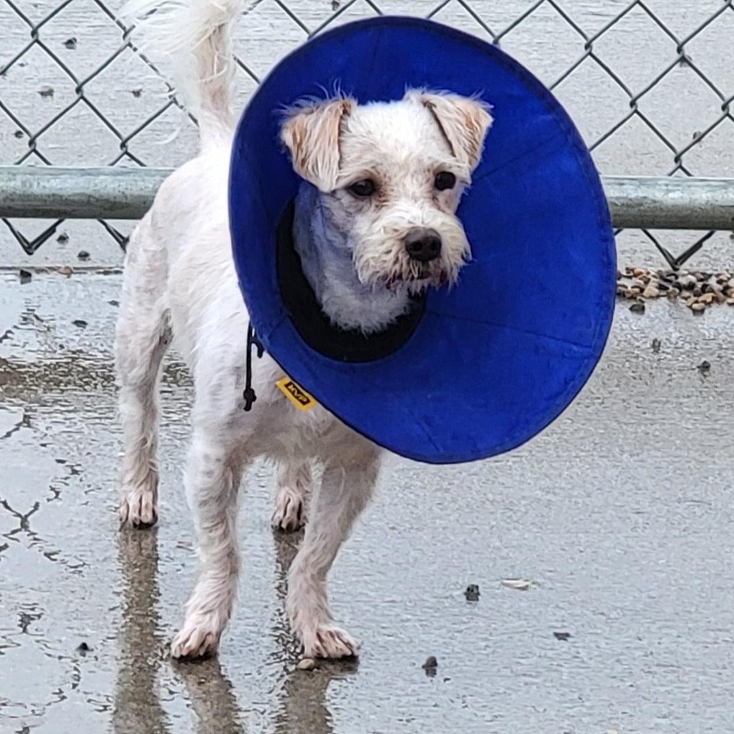 Benji, an adoptable Maltese in Wahpeton, ND, 58075 | Photo Image 5
