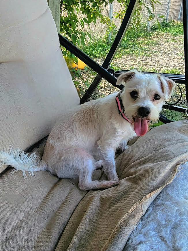 Benji, an adoptable Maltese in Wahpeton, ND, 58075 | Photo Image 3