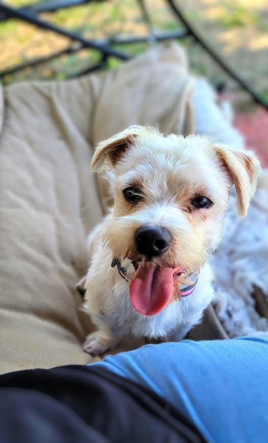Benji, an adoptable Maltese in Wahpeton, ND, 58075 | Photo Image 1