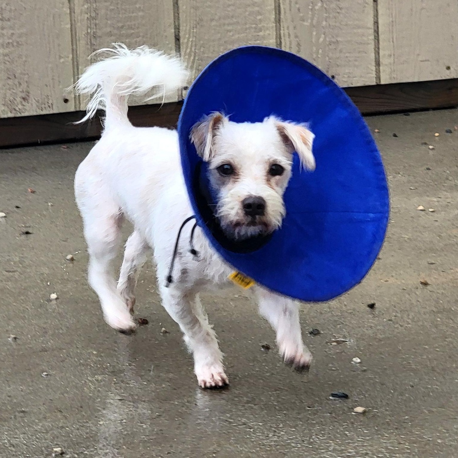 Benji, an adoptable Maltese in Wahpeton, ND, 58075 | Photo Image 4