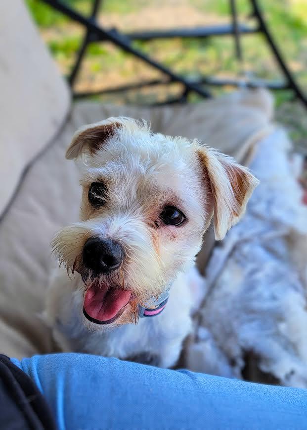 Benji, an adoptable Maltese in Wahpeton, ND, 58075 | Photo Image 2