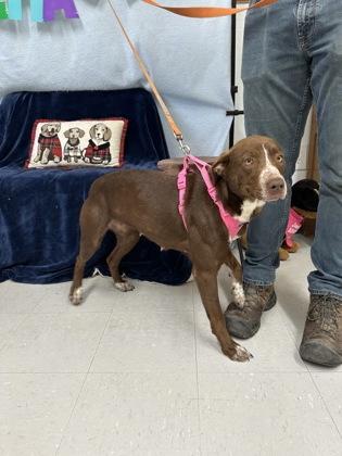 Aster, a Adoptable mixed breed in McCook, NE image 2/3