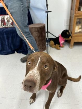 Aster, a Adoptable mixed breed in McCook, NE image 3/3