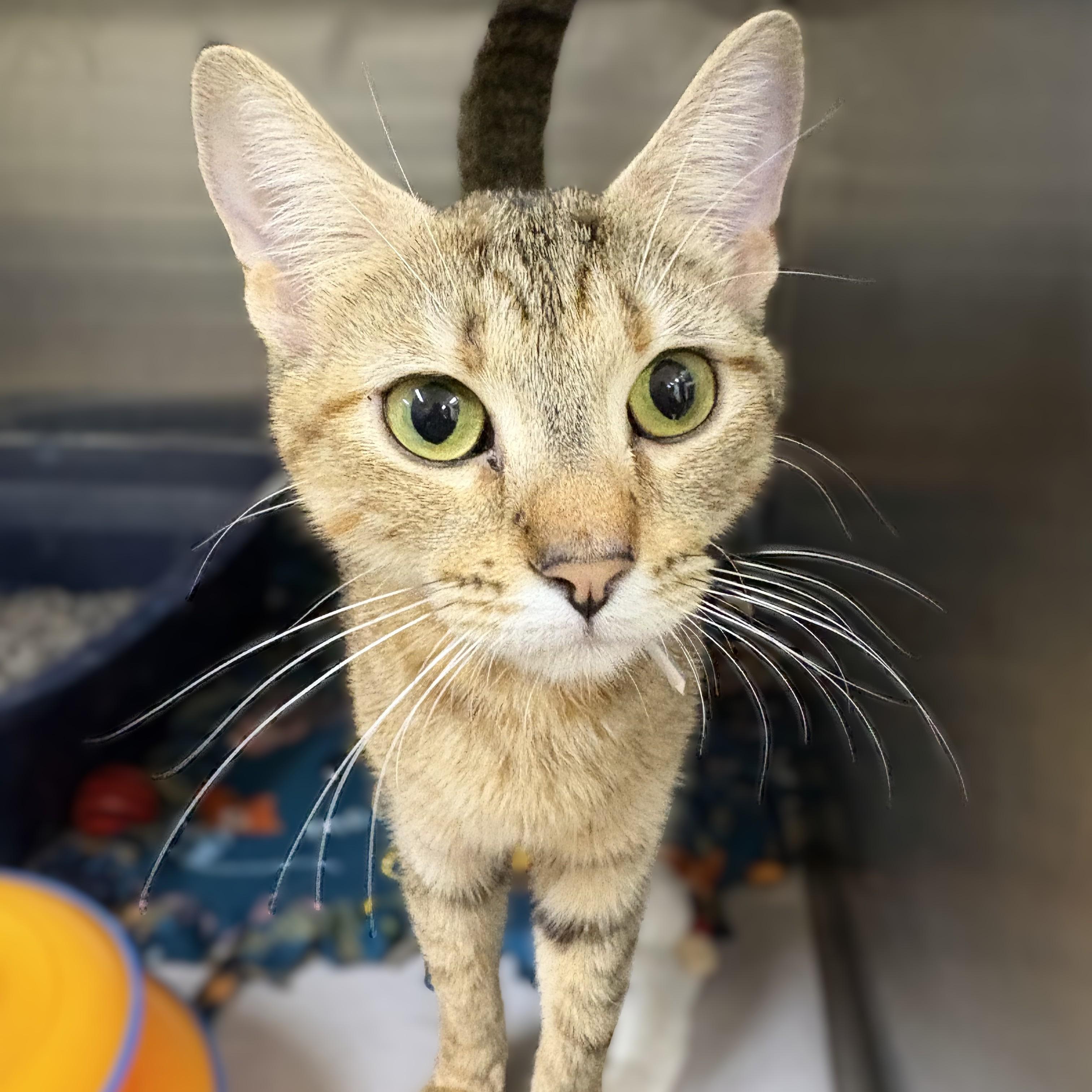 Enlarge Gia- 53239, a ADOPTABLE mixed breed in Columbia, MD image 4/5
