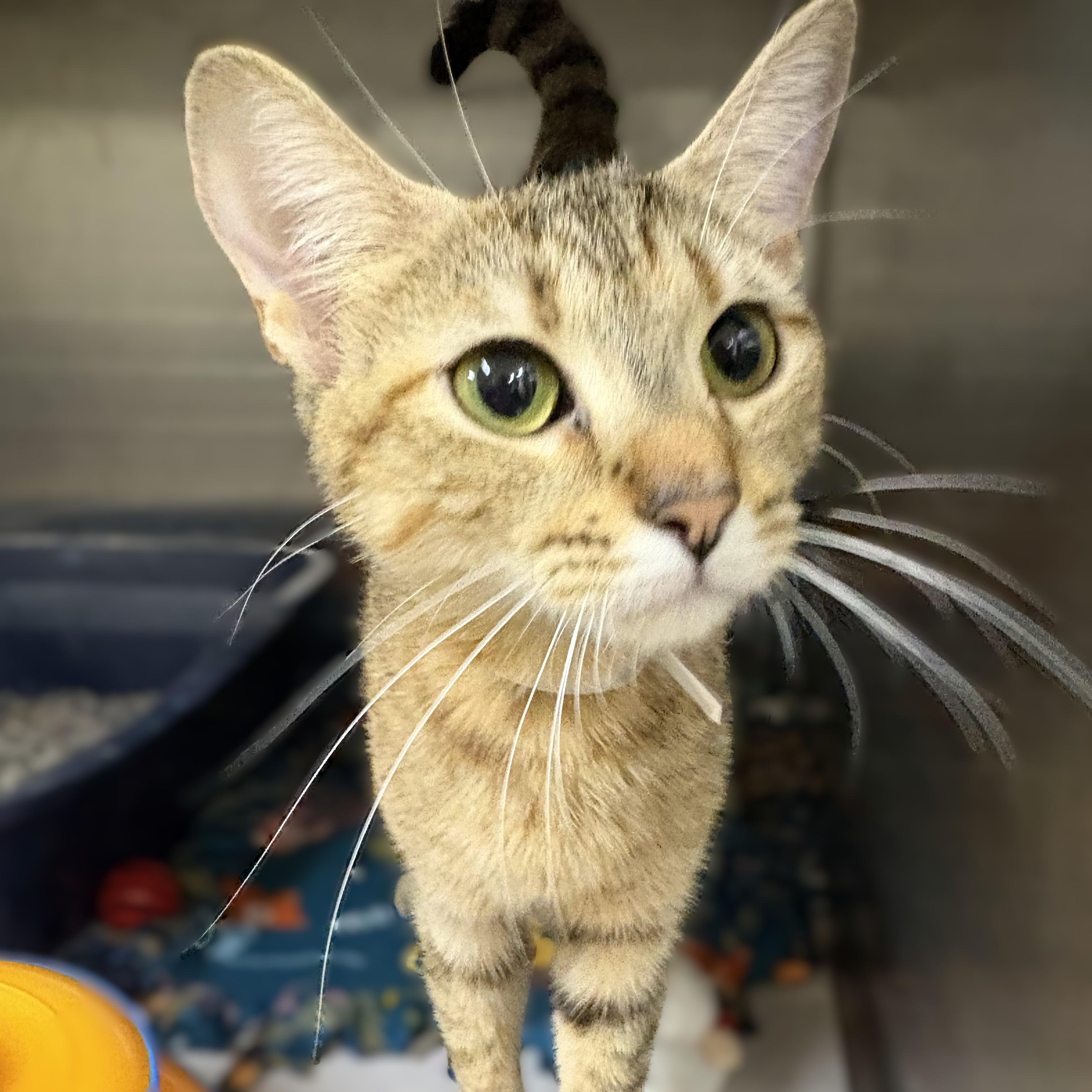 Enlarge Gia- 53239, a ADOPTABLE mixed breed in Columbia, MD image 5/5