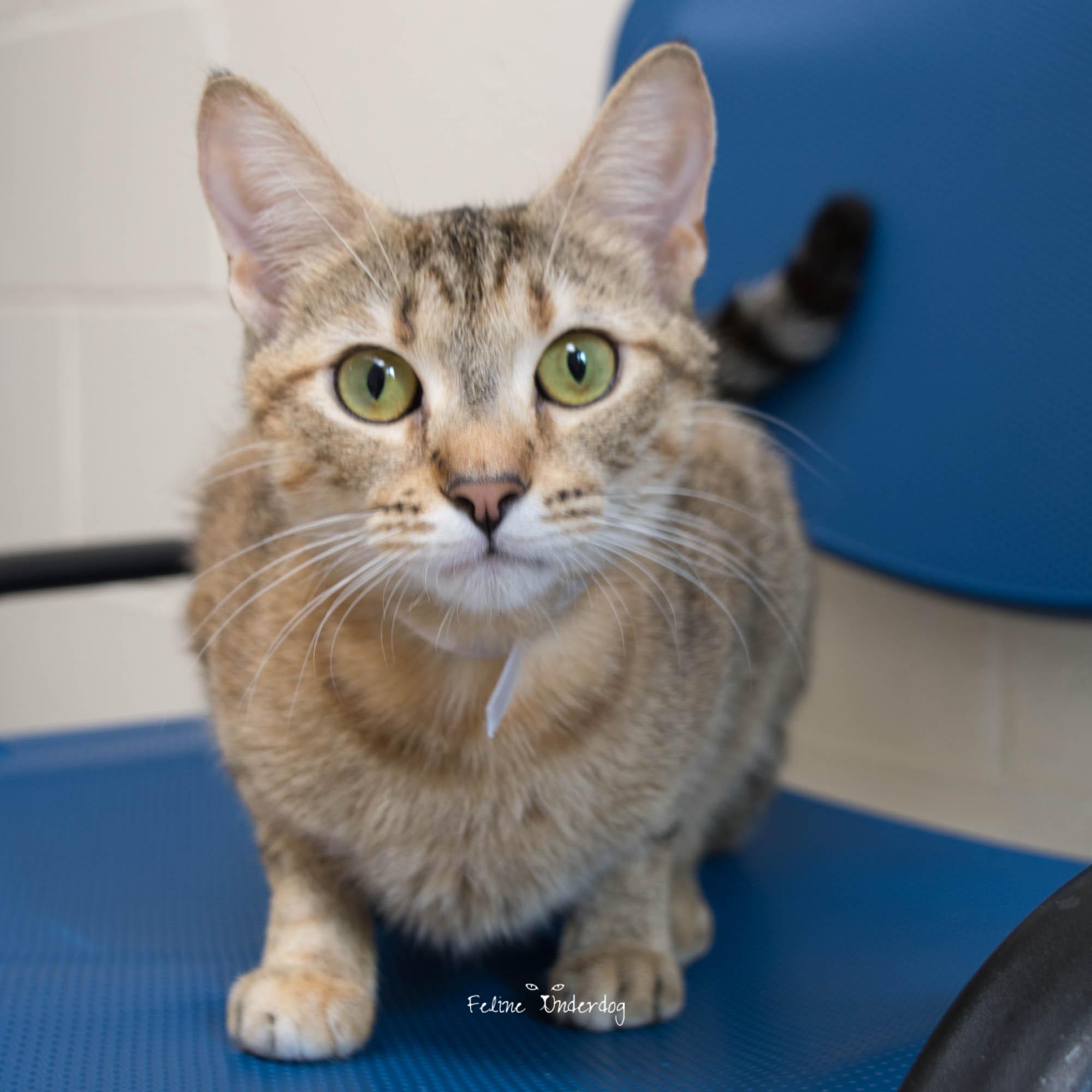Gia- 53239, ADOPTABLE, Kitten Female Abyssinian.