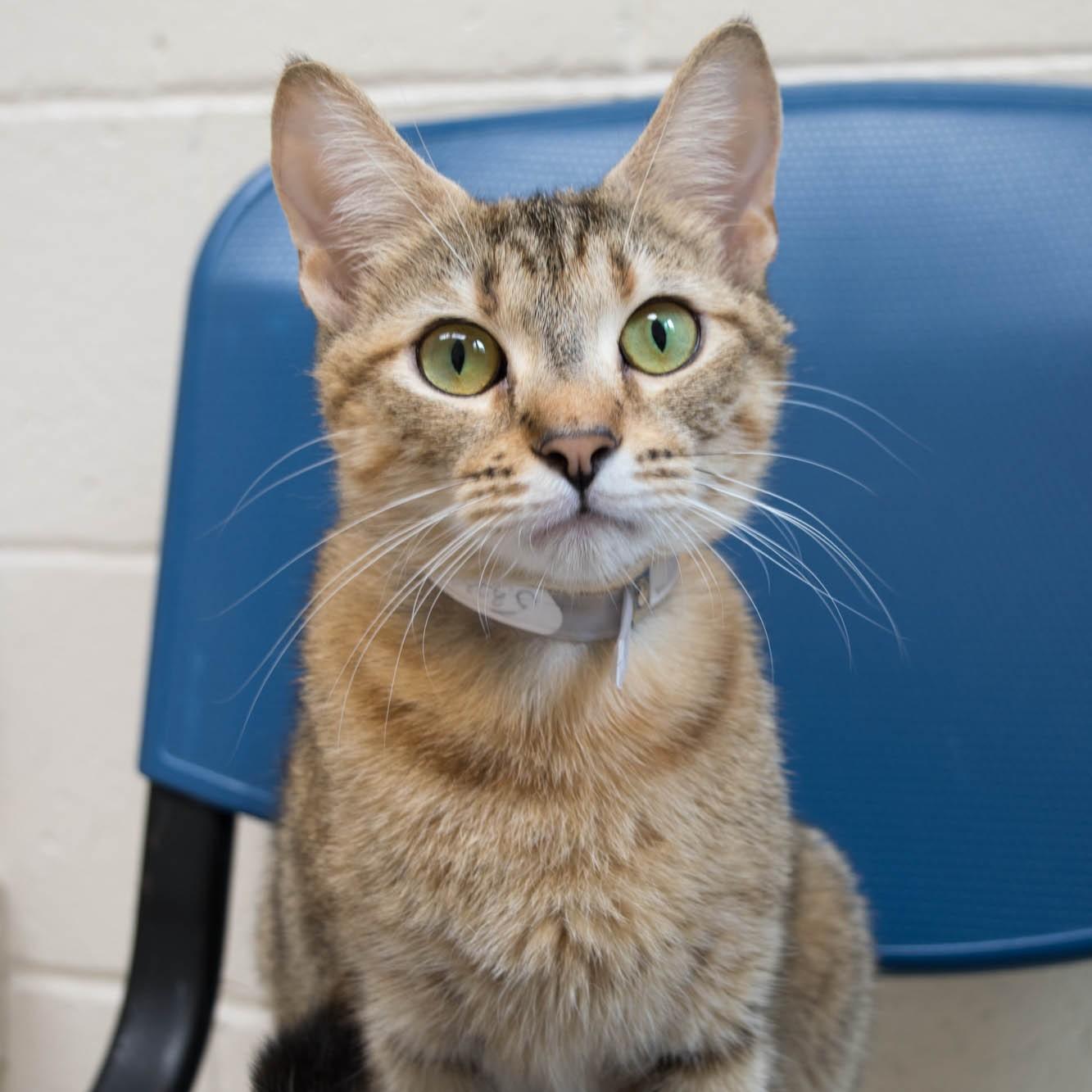 Enlarge Gia- 53239, a ADOPTABLE mixed breed in Columbia, MD image 2/5