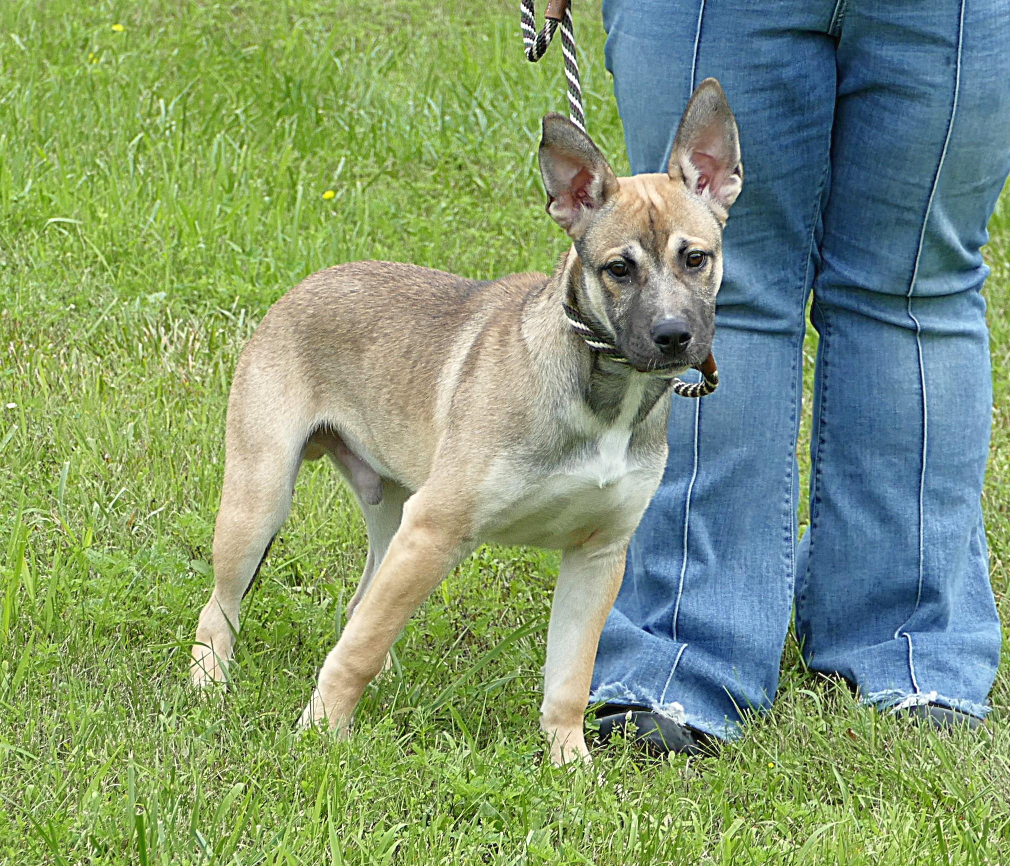 ROSCOE, an adopted mixed breed in Beechbottom, WV image 2/3