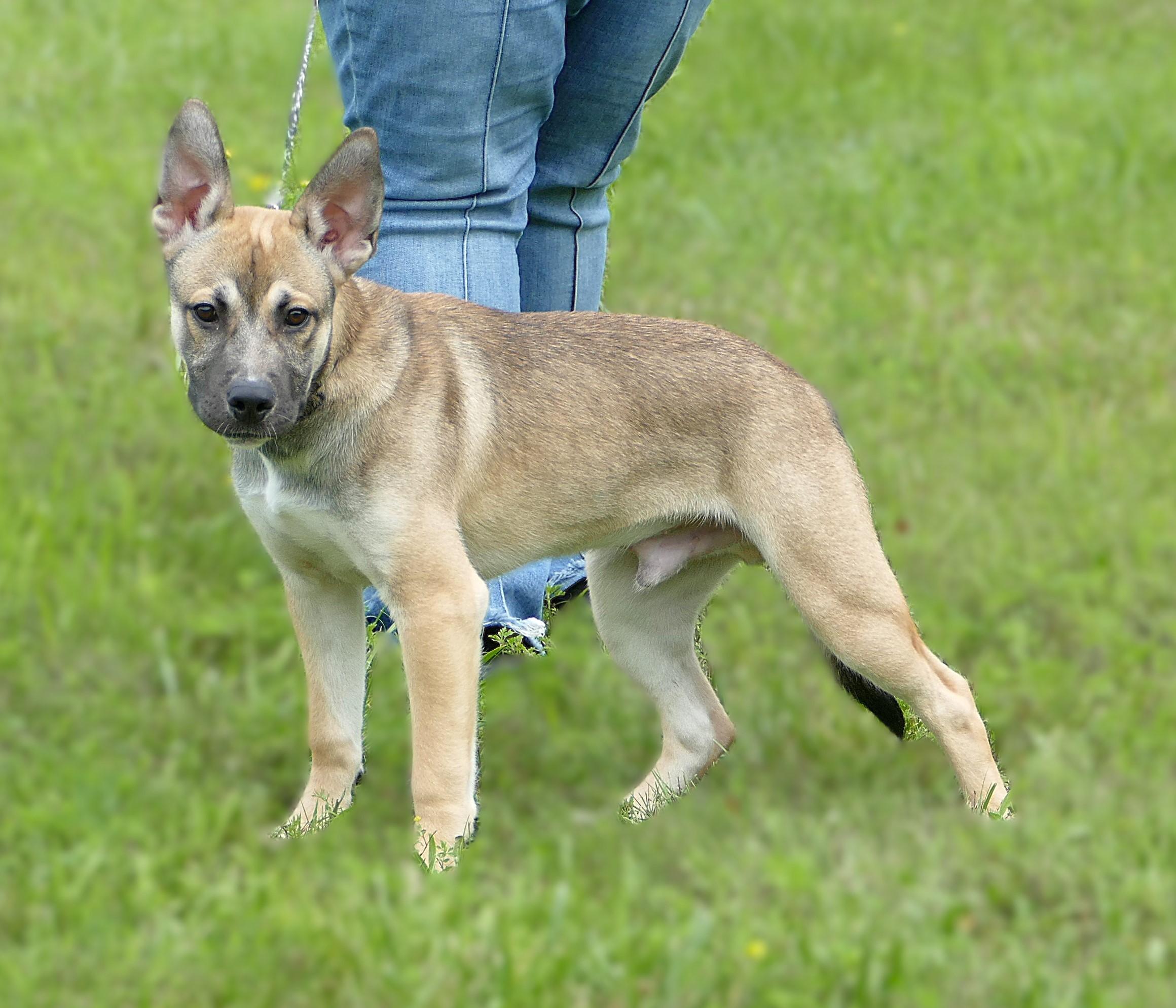 ROSCOE, an adopted mixed breed in Beechbottom, WV image 3/3