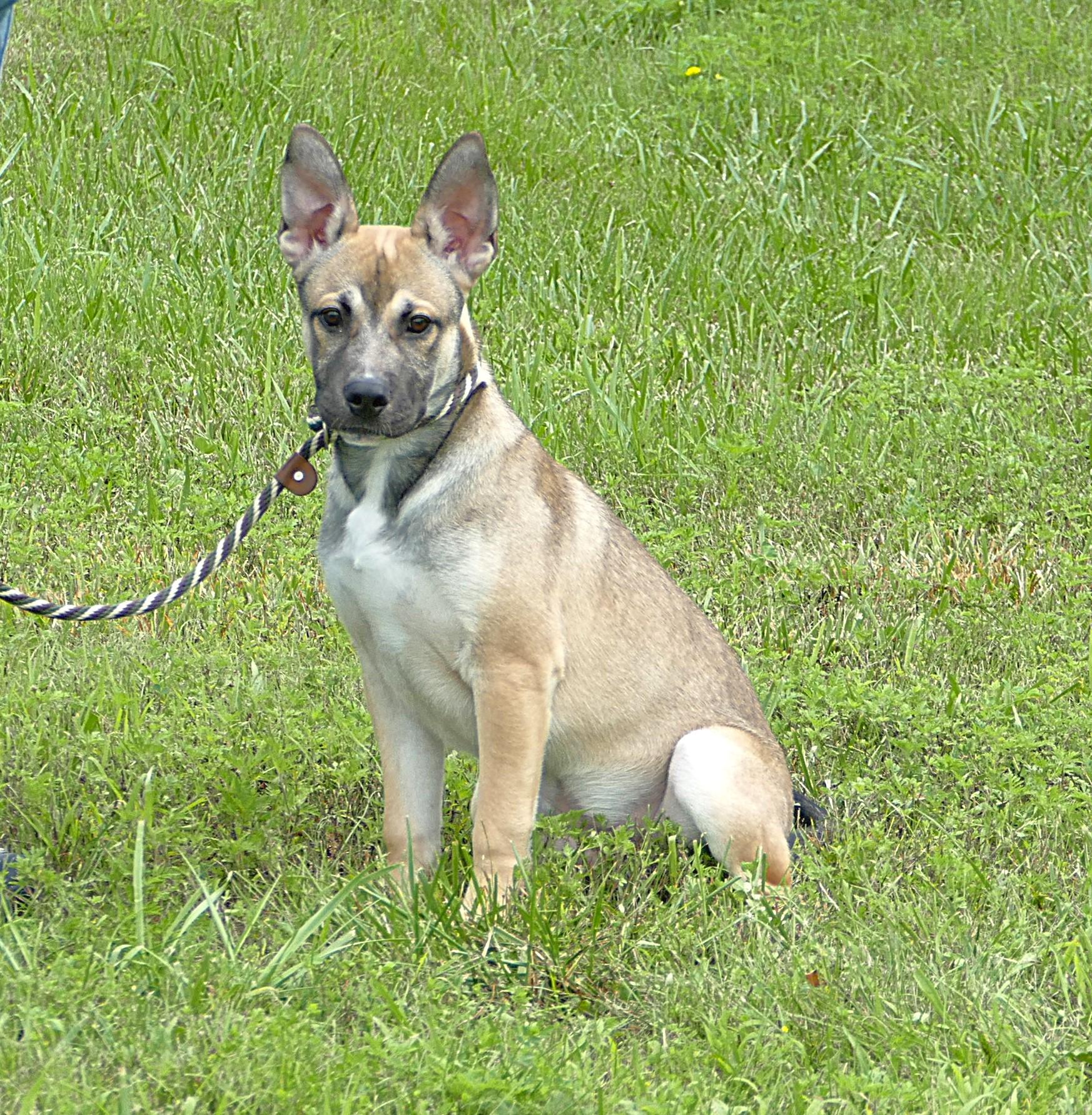 ROSCOE, adopted, Young Male Shepherd.