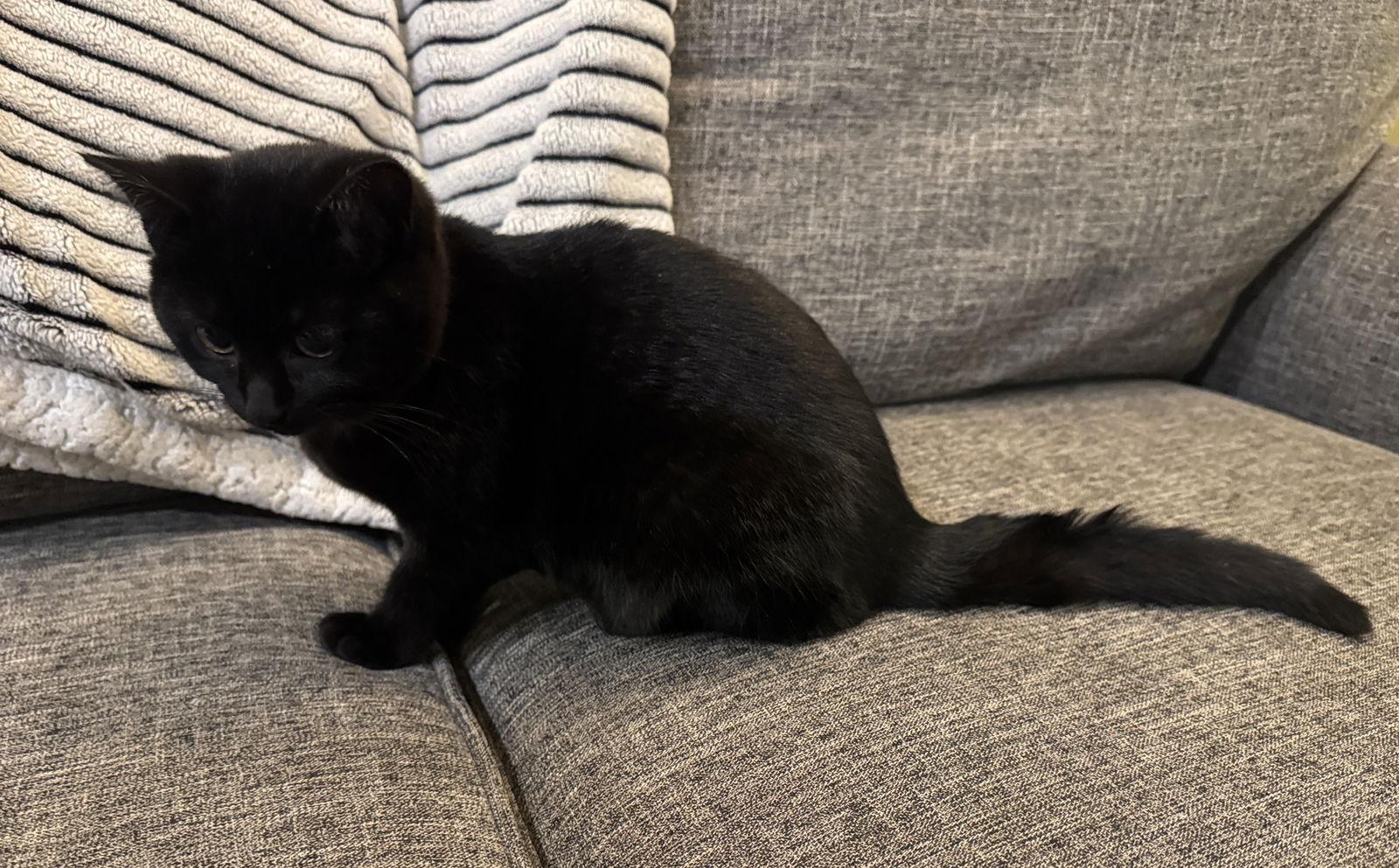 Marlee, Adopted, Kitten Female Domestic Short Hair.