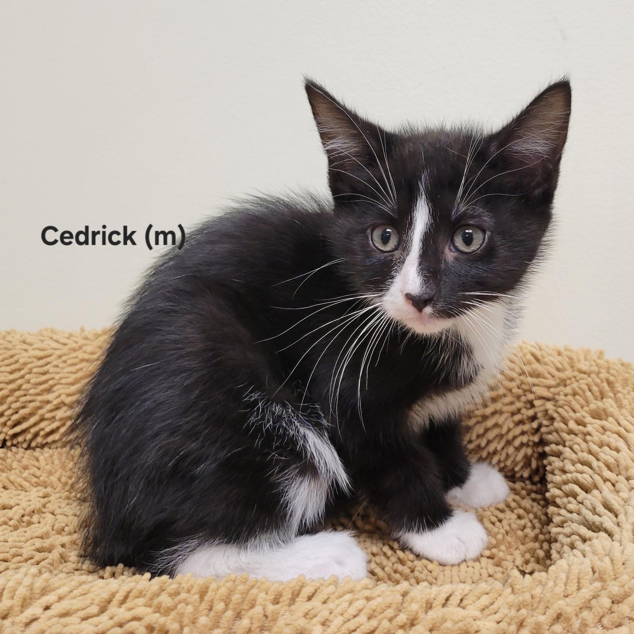Cedrick