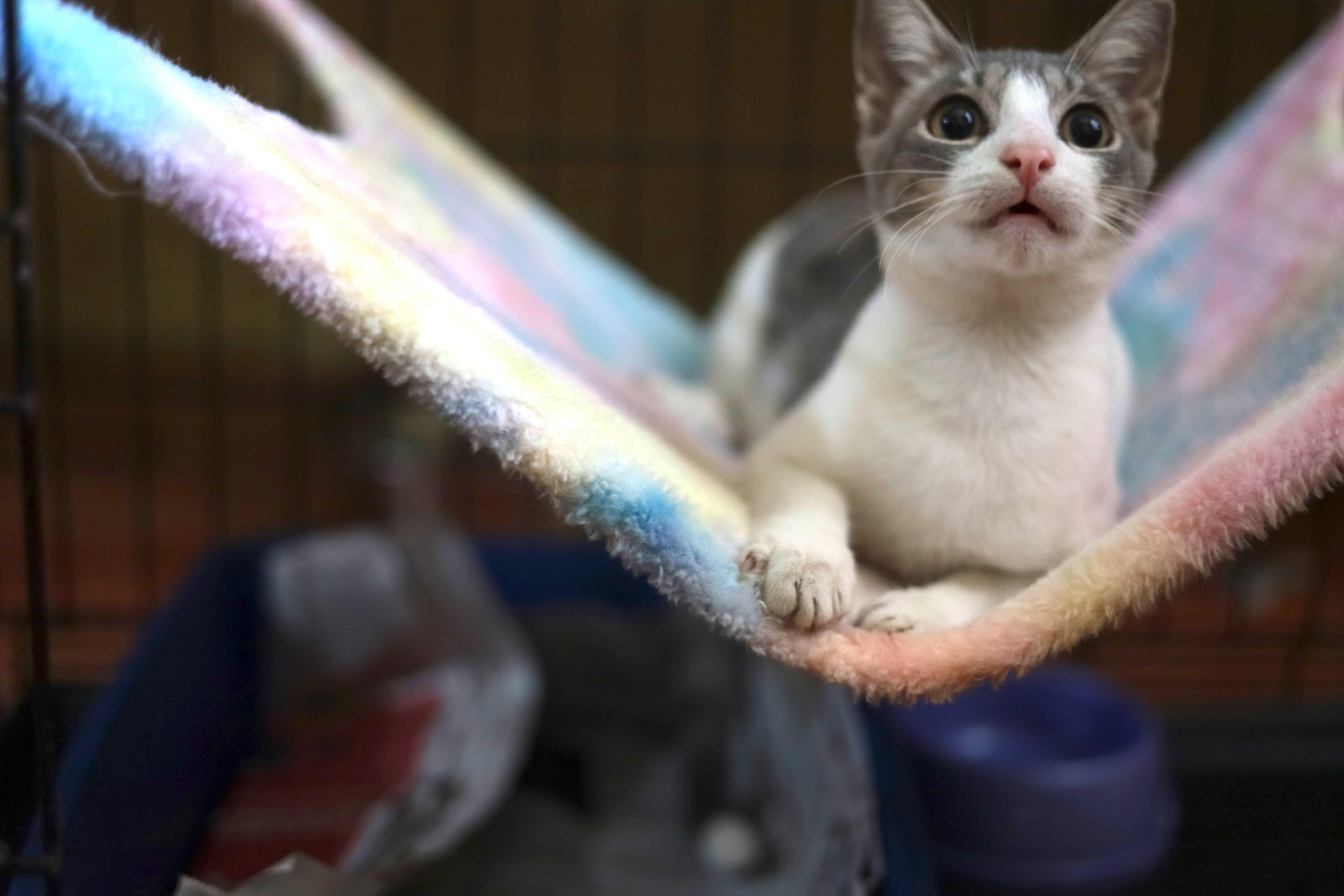 Enlarge Tainy, a Adoptable Domestic Short Hair in Windsor Locks, CT image 2/4