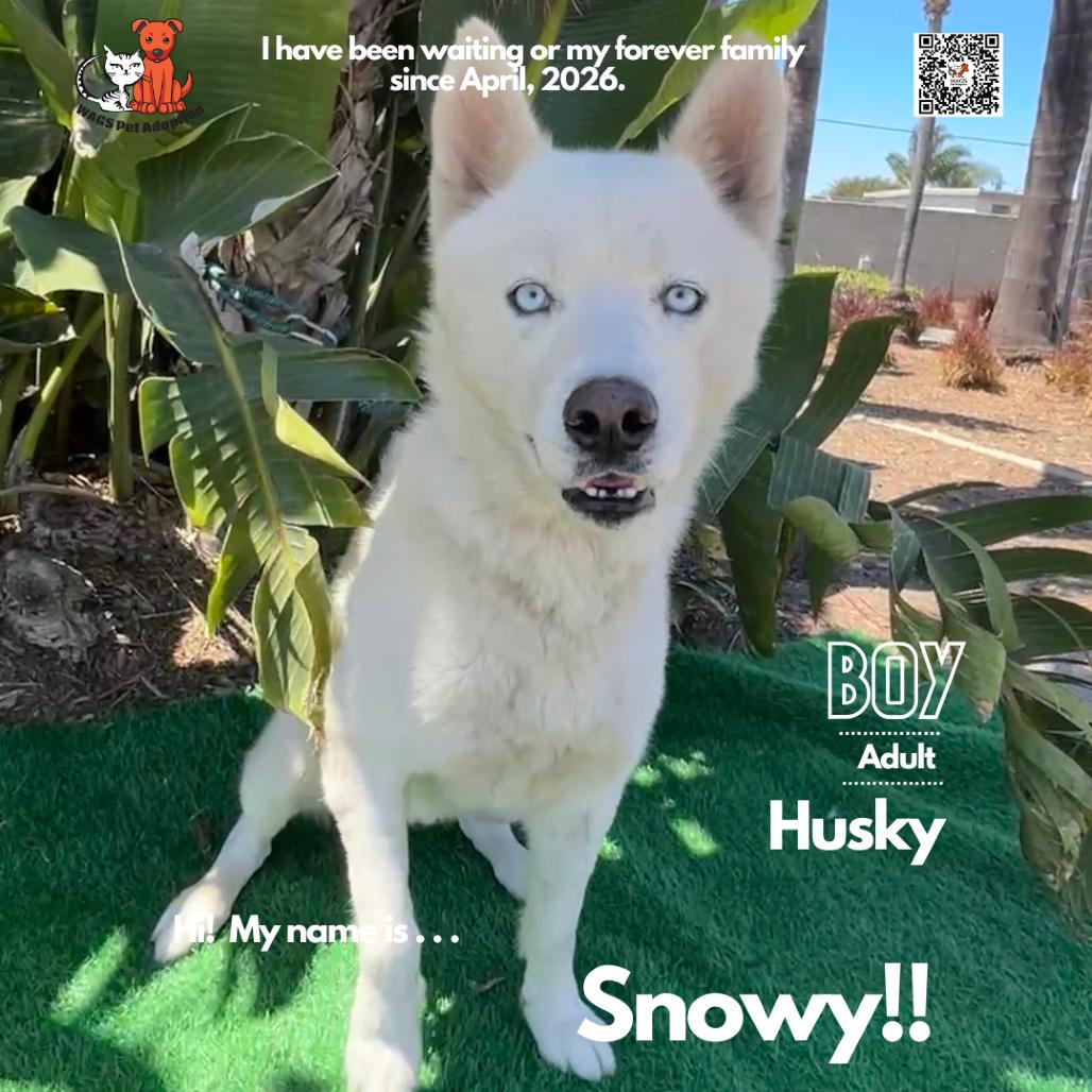 Snowy, Adoptable, Adult Male Husky.